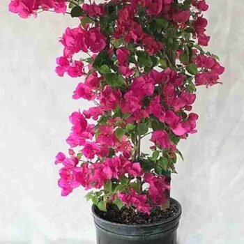 Bougainvillea glabra plant