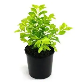 Golden Duranta Plant