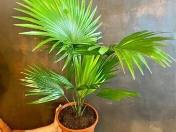 China Palm Live Indoor