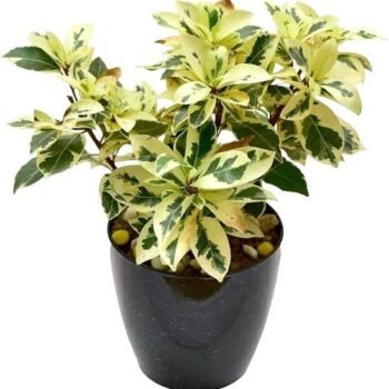 Safari Live Indoor Outdoor plant