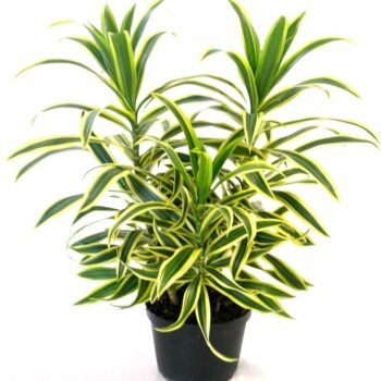 SONG OF INDIA PLANT