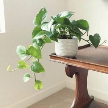 money plant bel plant