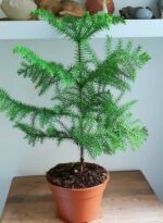 Araucaria Plant / Christmas Tree plant