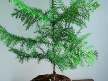 Araucaria Plant / Christmas Tree plant