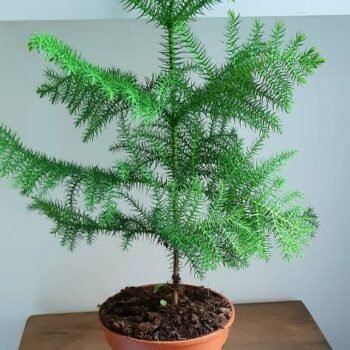 Araucaria Plant / Christmas Tree plant