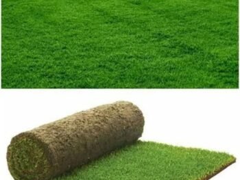 SELECTION N-1 GRASS