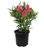 Kaner, Nerium Oleander plant