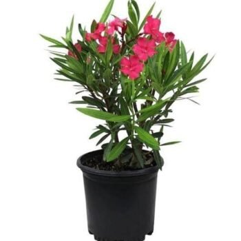 Kaner, Nerium Oleander plant