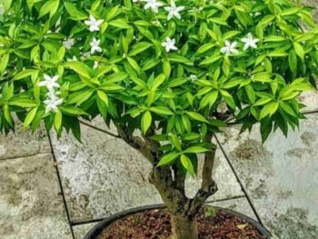 CHANDNI FLOWER PLANT