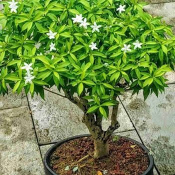 CHANDNI FLOWER PLANT