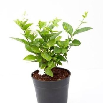 LIVE MOGRA PLANT