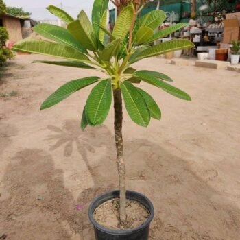 ALBA CHAMPA FLOWER PLANT