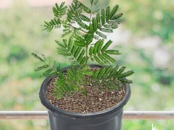 SHAMI PLANT