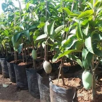 MANGO ALPHONSO Plant
