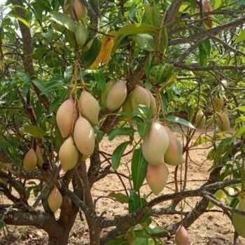 TOTA PURI MANGO