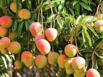 BADAMI MANGO plant