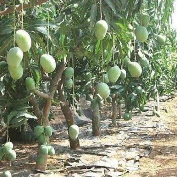 BOMBAY GREEN MANGO PLANT