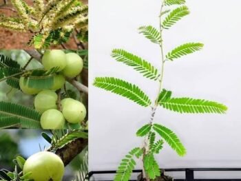 AMBLA PLANT / Indian Gooseberry