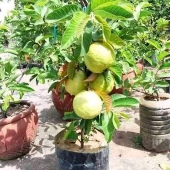 GUAVA PLANT