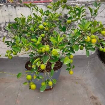 LEMON PLANT TREE