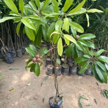 CHEKU FRUITS PLANT