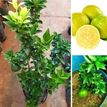 MOSAMBI PLANT