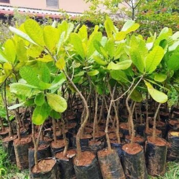 KASHEW NUTS PLANT