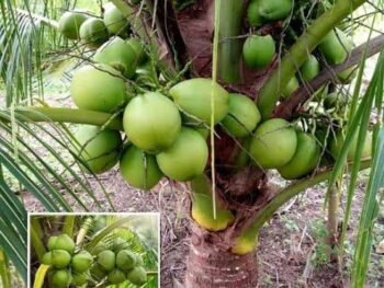 COCONUT PLANT