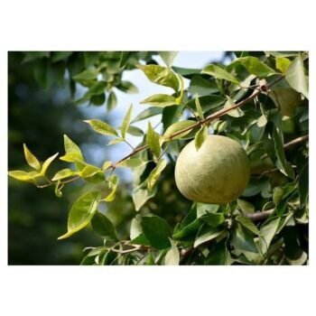 Discover the Benefits of the Bel Patra Plant
