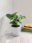 LIVE MONEY PLANT