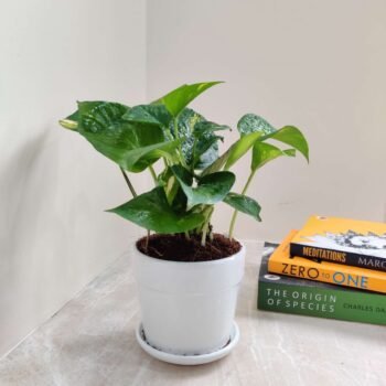 LIVE MONEY PLANT
