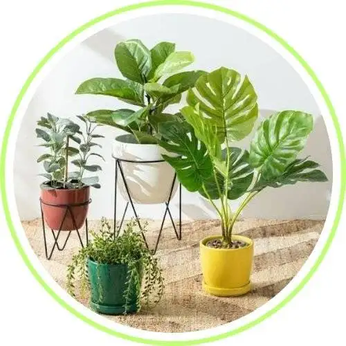 Indoor Plants