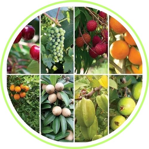 Fruits plants