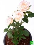 nurserylive-g-rose-baby-pink-plant_599x599 (1)