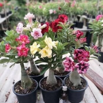 Adenium Plant, Desert Rose