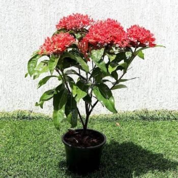 Ixora Flower Plant