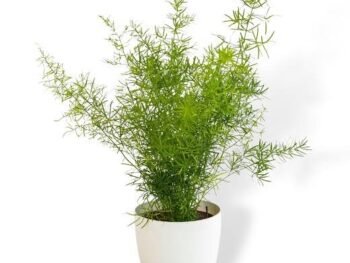 ASPERA GRASS ,Live Plant , Hanging Air ... ENRICH PLANTS