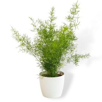 ASPERA GRASS ,Live Plant , Hanging Air ... ENRICH PLANTS