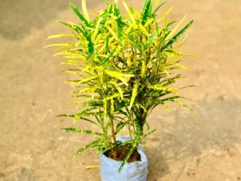 Chironji Croton in Nursery Bag