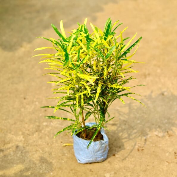 Chironji Croton in Nursery Bag
