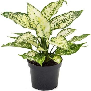 live indoor plant (Aglaonema Snow White