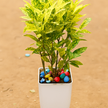 Golden Dust Croton Plant