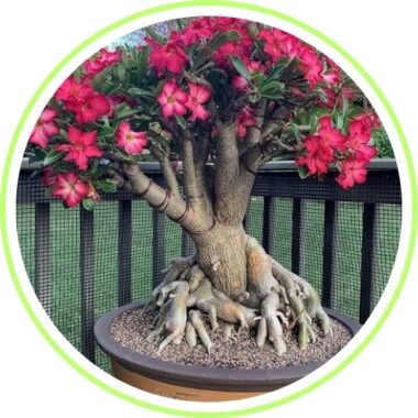 bonsai plants