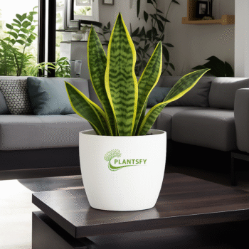 Snake Plant in white Pot – Air Purifying Indoor Plant | Plantsfy