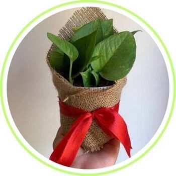 Plants Gifts