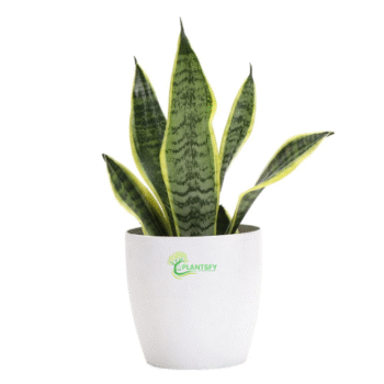 Live healthy snake plant