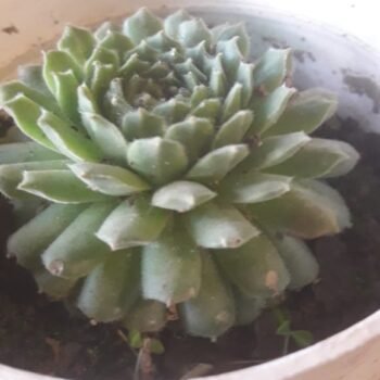 Common houseleek plant ( succulent plants)
