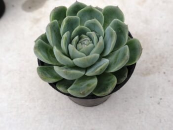 Echeveria Mebina succulent plant