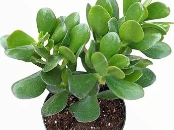 Crassula ovata succulent plant