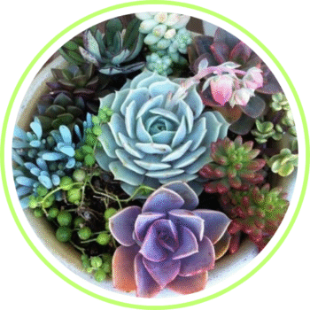 Succulent plants